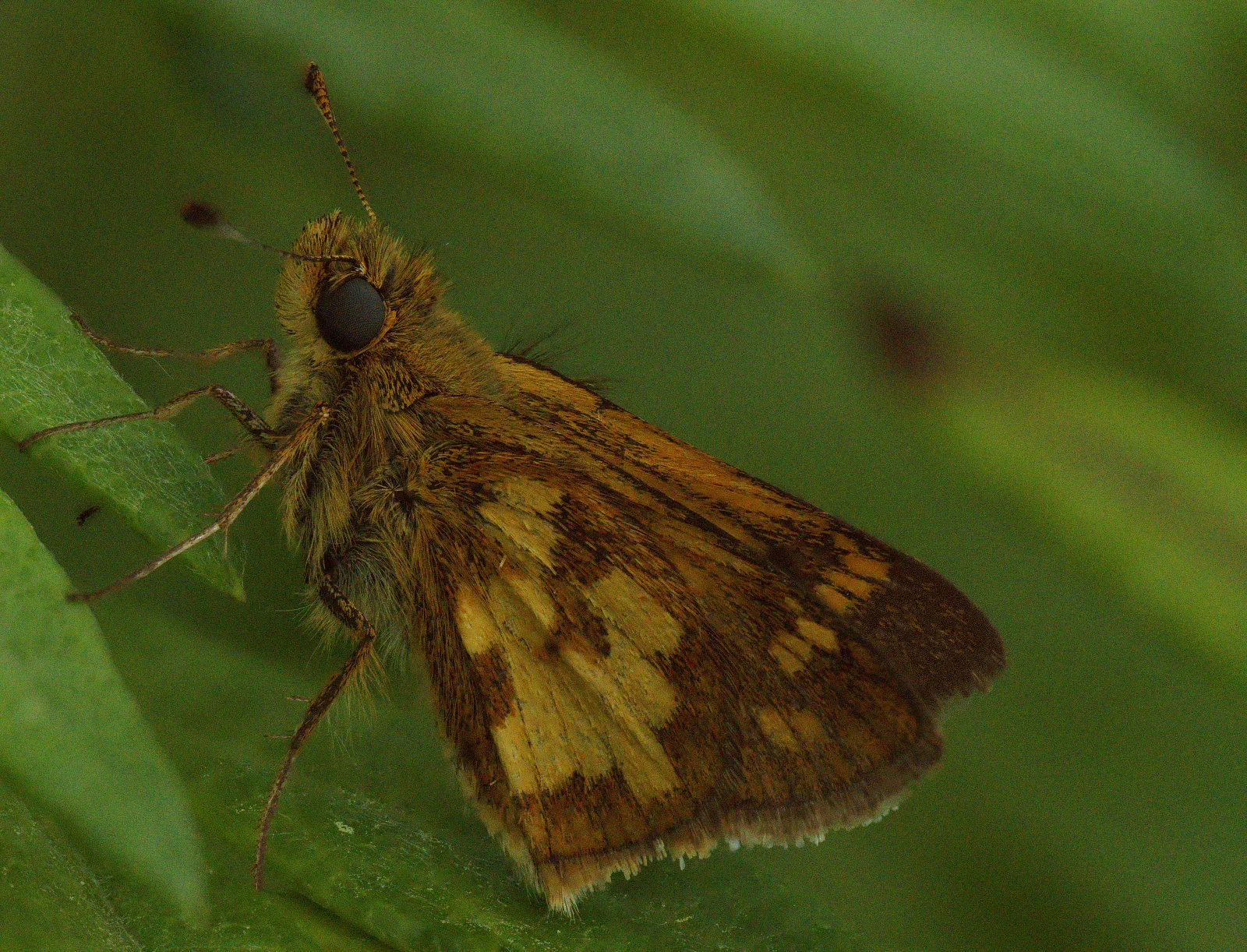 The finished focus-stacked photograph: a skipper butterfly on a leaf, sharp from its antennae to its wing tips